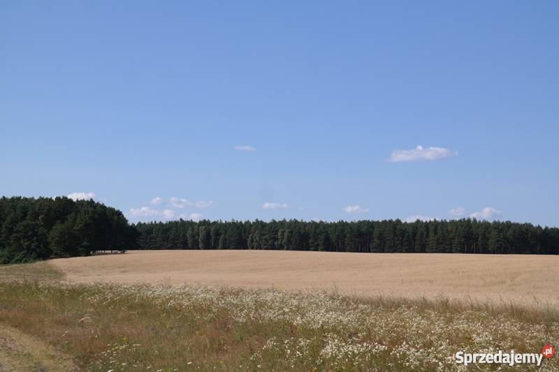 działkę rolną 51 ha Grunty i działki Koczała