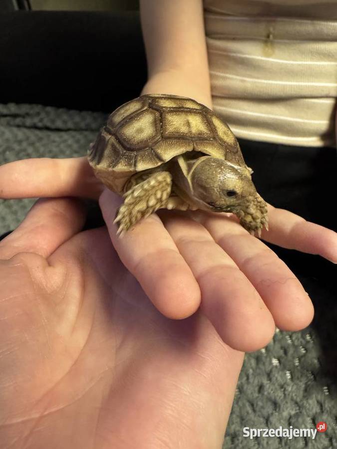 Sulcata żółw pustynny 2025r Kraków