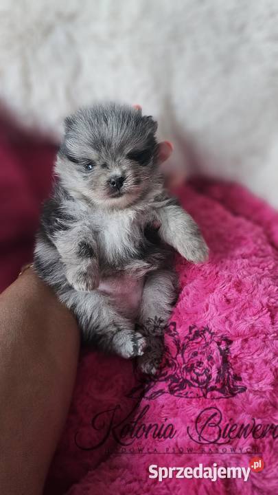 Szpic MiniaturowyPomeranian sunia Blue Merle łódzkie Sędziejowice