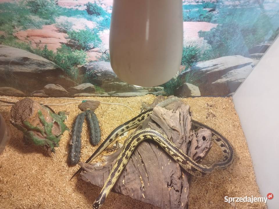 Terrarium z Nowy Sącz