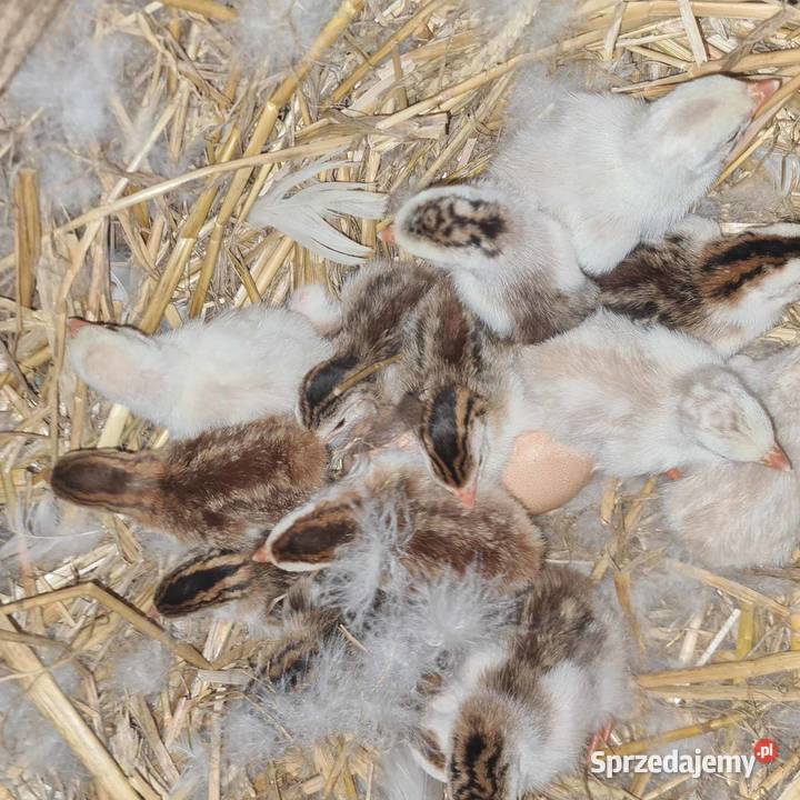 Perliczki z żółtą nóżką jajka lęgowe Skołyszyn