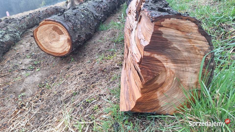 Czereśnia kłody Tarnów