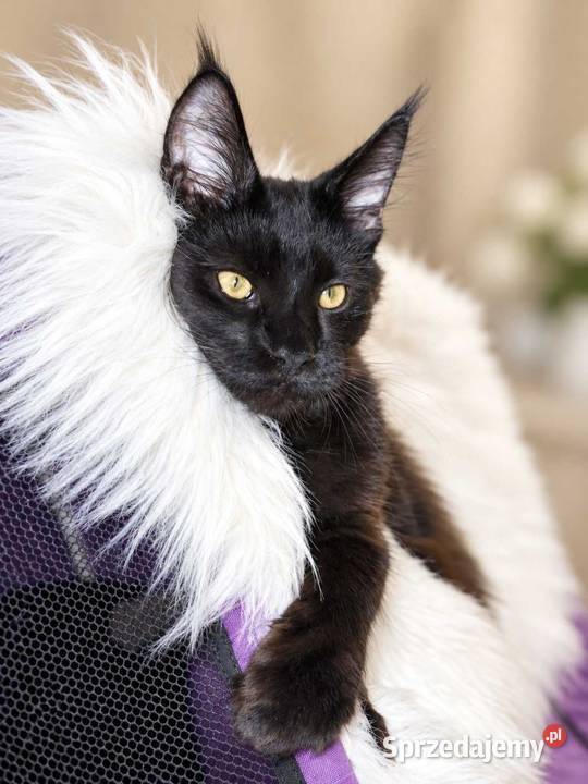 Sultan kocurek Maine Coon Black Solid Poznań