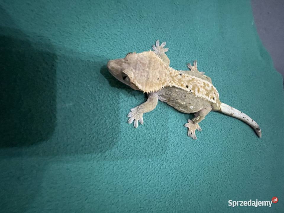 Gekon orzęsiony Grodzisk Mazowiecki