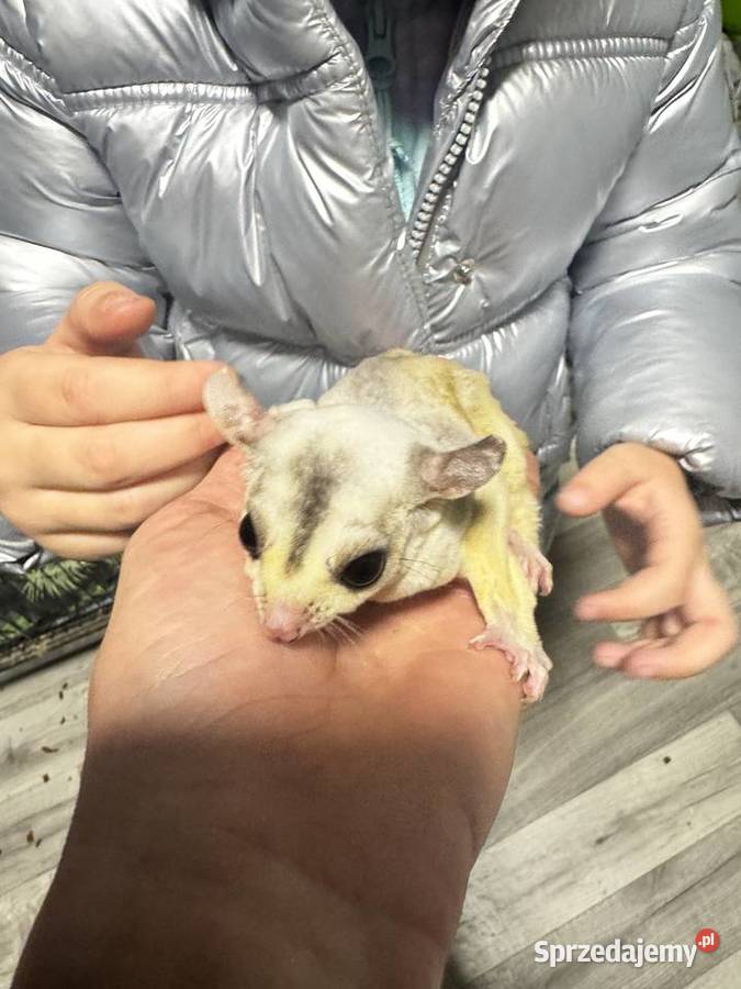 Lotopałanka karłowata para Kraków