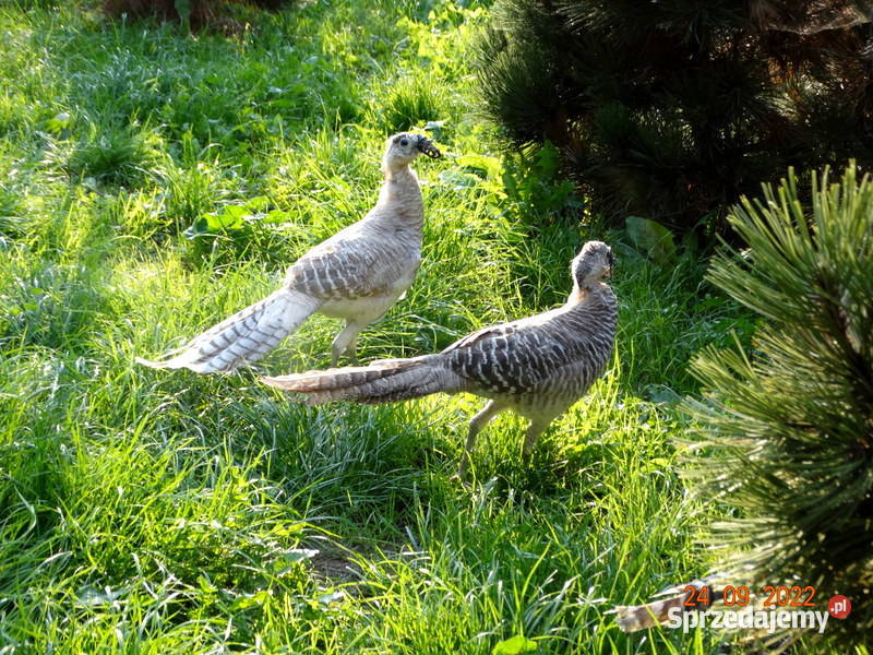 Sprzedam Bażanty Diamentowe mutacji srebrnej wielkopolskie Gostyń