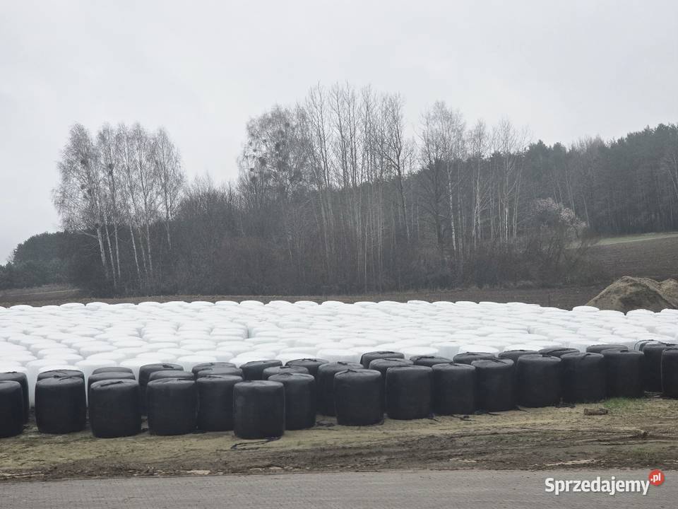 Bele kiszonki z kukurydzy ziarnowej duża Wólka Poduchowna