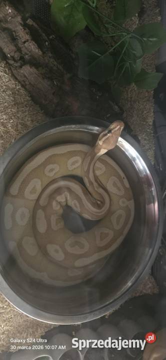 Pyton królewski phyton regius samiec Kraków