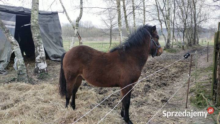 Sprzedam klacz ogierka huculskiego Zwierzęta Chotyniec