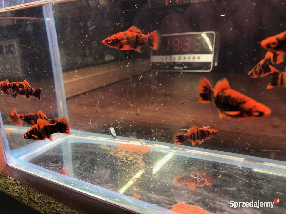 Marble mieczyki ładne Justynów