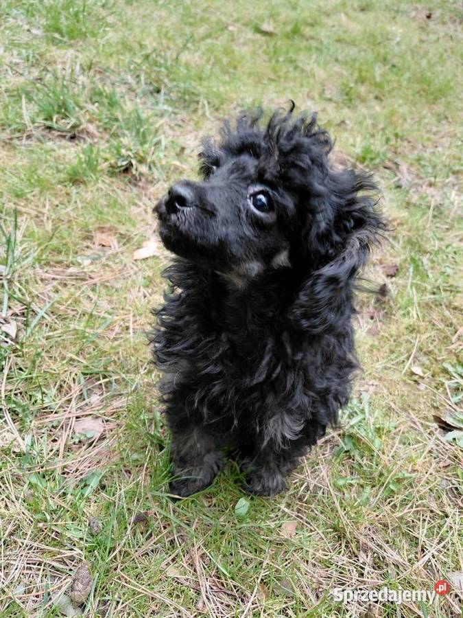 Pudel toy suczka phantom mazowieckie Wyszków