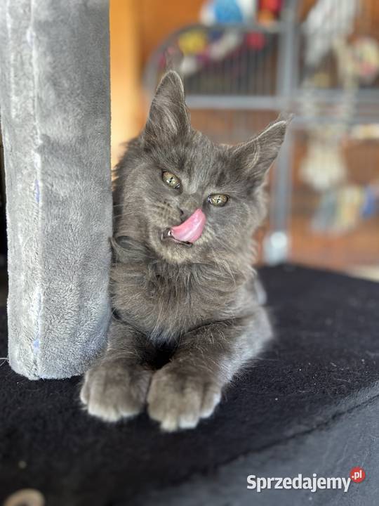 Maine coon Miękinia