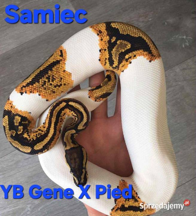 Pytony królewski Puławy