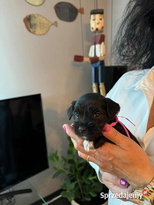 Sznaucery miniaturowe