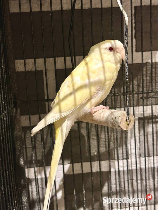 świergotka seledynowa albino Ptaki Chrzanów
