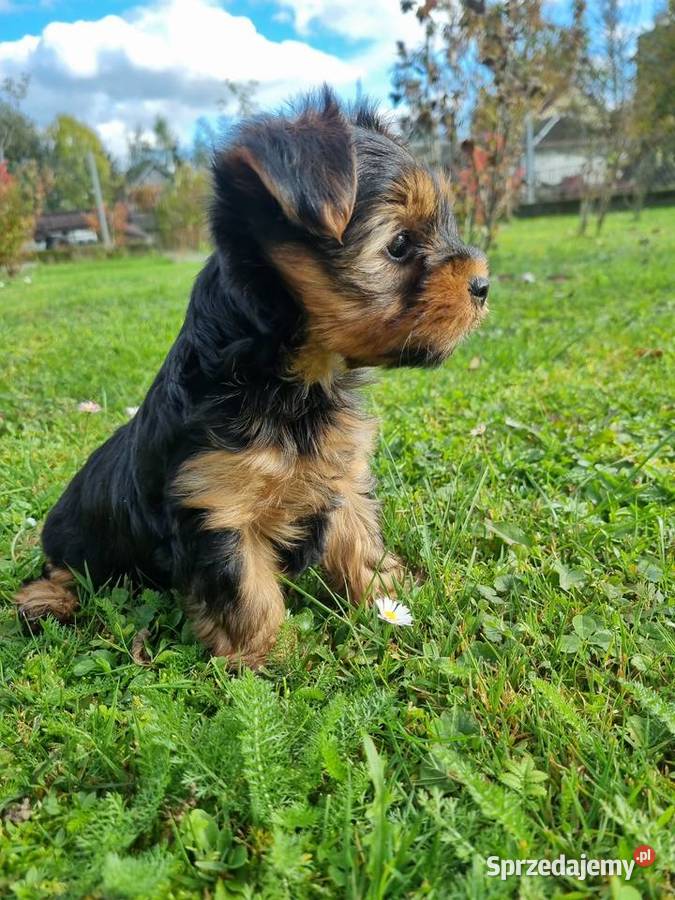 Suczka York Klecie