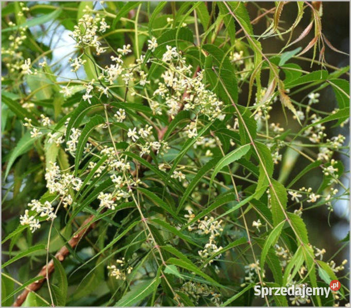 MIODLA INDYJSKA Azadirachta indica NASIONA 100g Lubanie