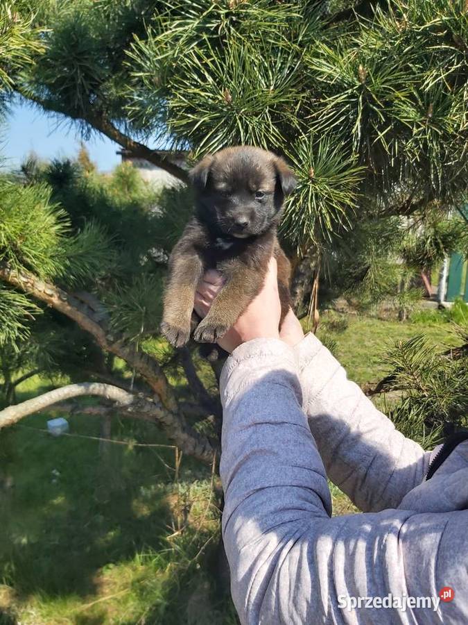Mieszaniec labrador z goldenem