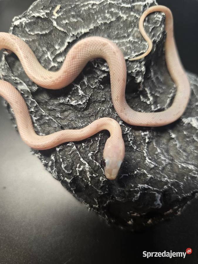 Wąż zbożowy samica Gady i płazy Wrocław
