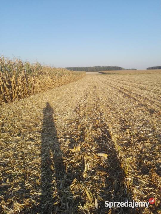 sprzedam przystawkę do kukurydzy claas nieuszkodzony Repki sprzedam