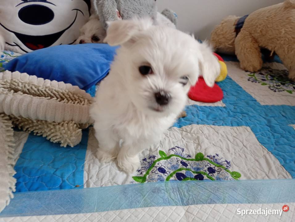 Maltańczyk szczenięboy do rezerwacji