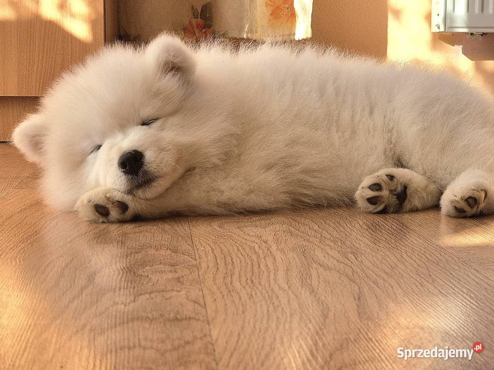Samoyedsamojed