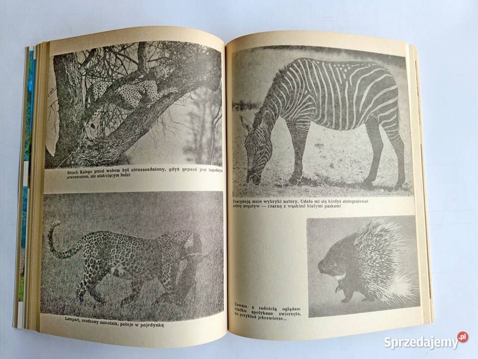 Opowieści z sawanny i buszu Ada Wińcza Poradniki, albumy i reportaże pomorskie Gdynia