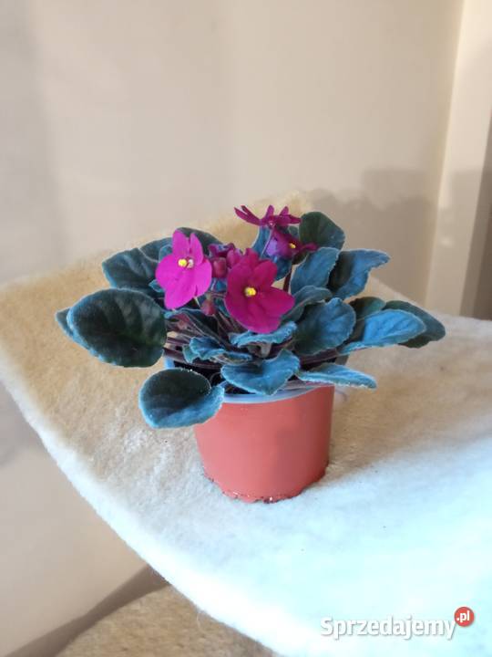 Kwiaty domowe różne może coś wybierzesz Dom i Ogród Białystok sprzedam