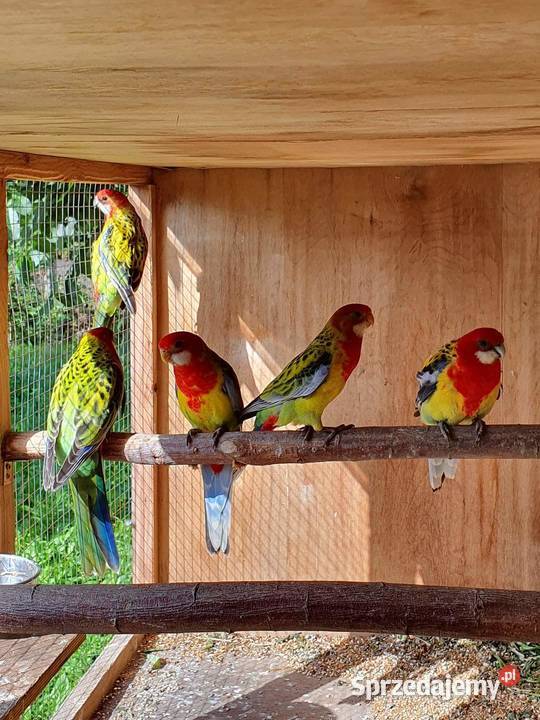 Rozella Białolica Rozelle Gold Mantel Ostroróg