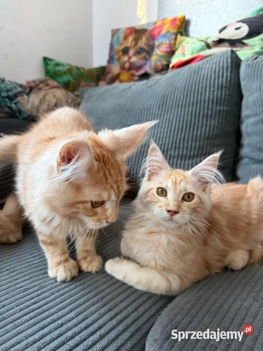 Gandalf Maine Coon pomorskie Starogard Gdański