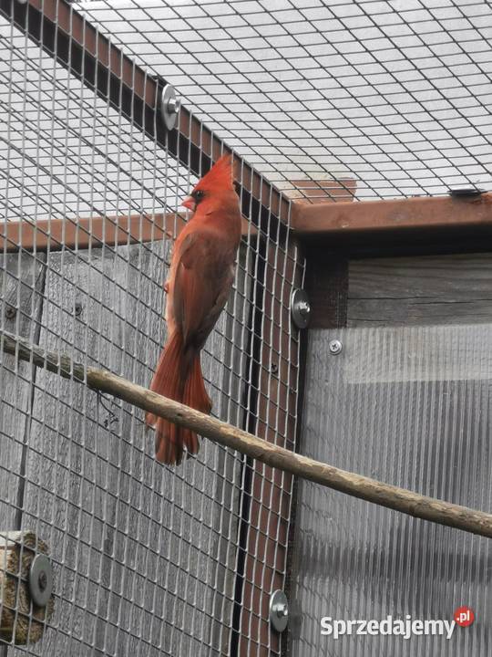 Kardynał czerwony samce