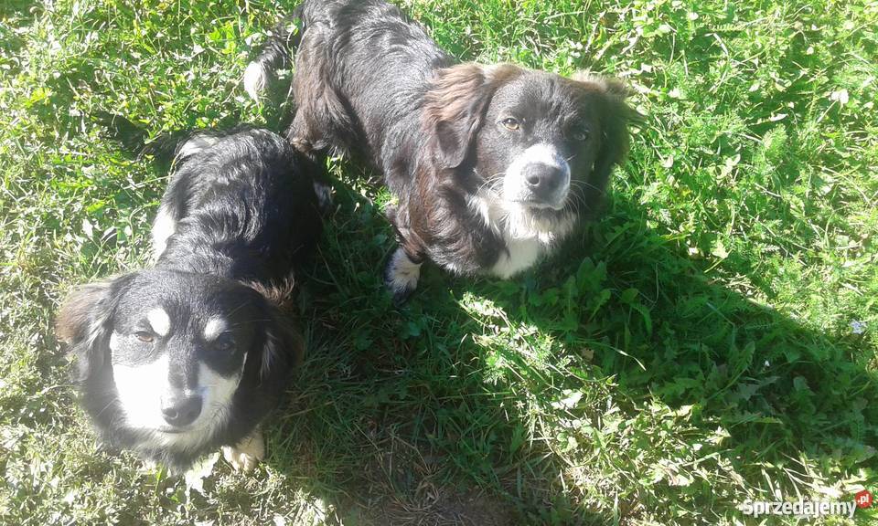 ODDAM SZCZENIAKI W RĘCE Psy pomorskie