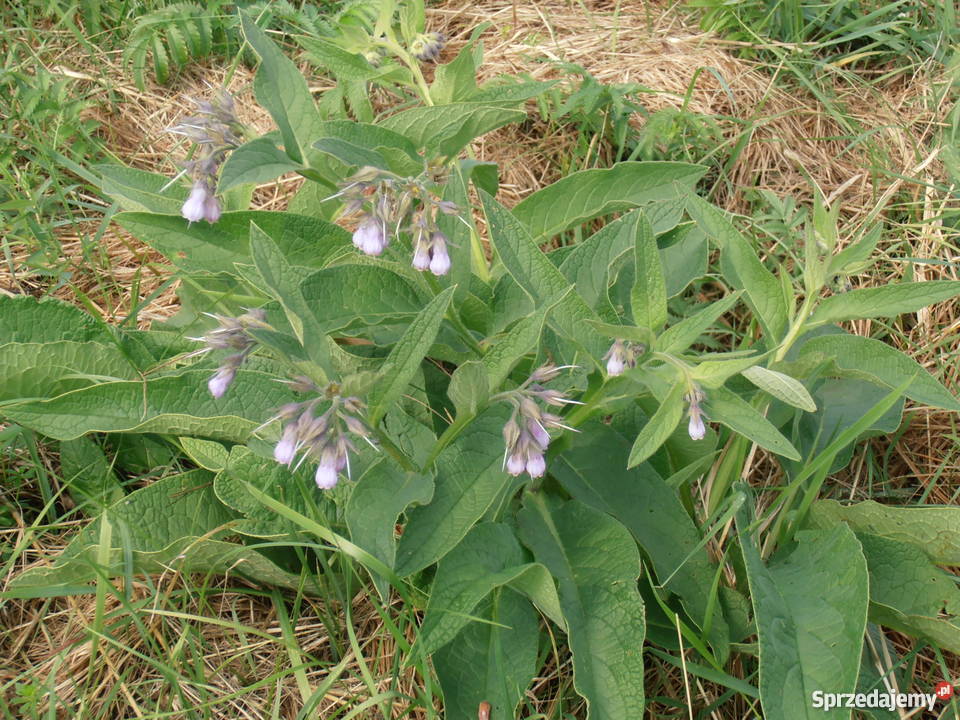Żywokost korzeń Jasło