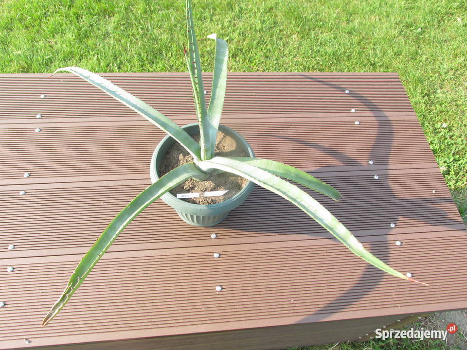 Żadka agawa kolekcjonerska z Meksyku Agave aurea małopolskie Kraków