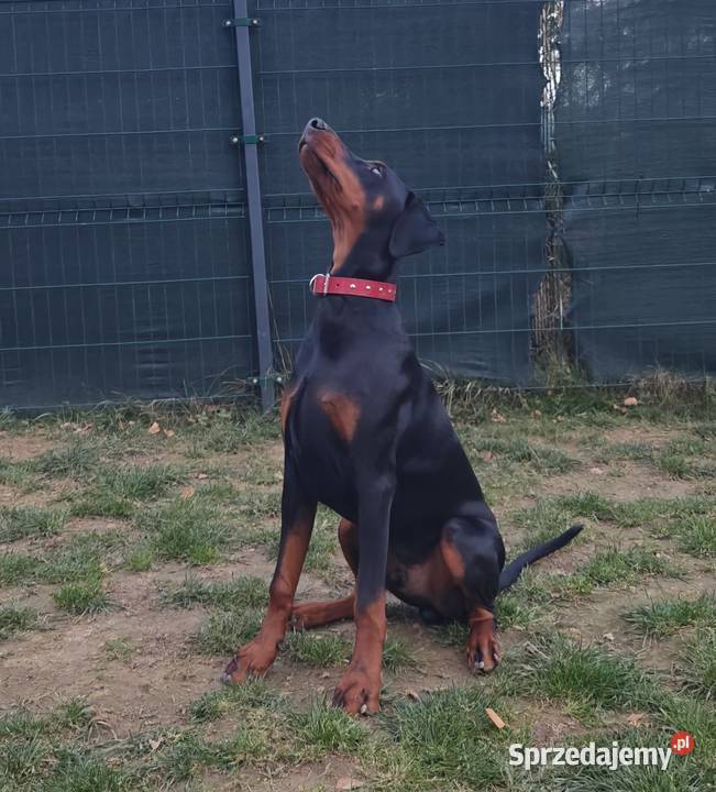 Newton Championie stabilny inteligentny z Lublin