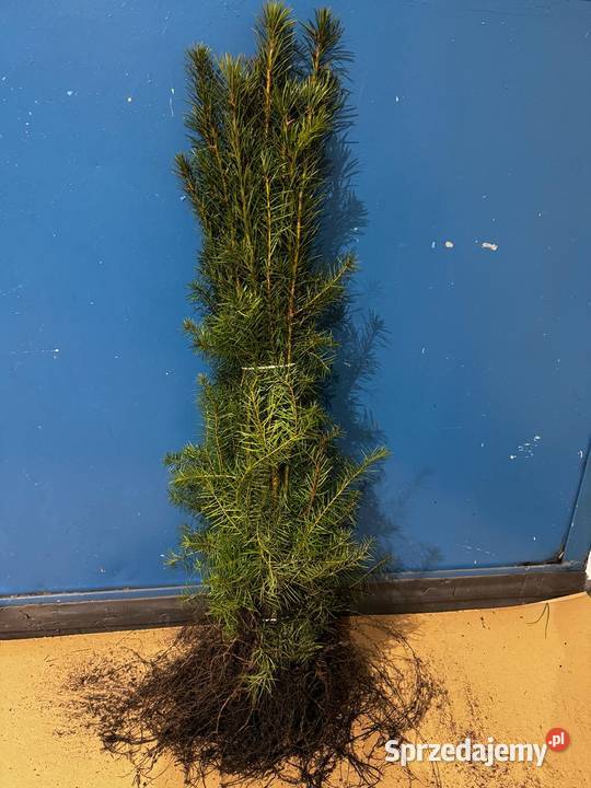 Sadzonki na żywopłot Bukszpan Cis Laurowiśnia Kielce