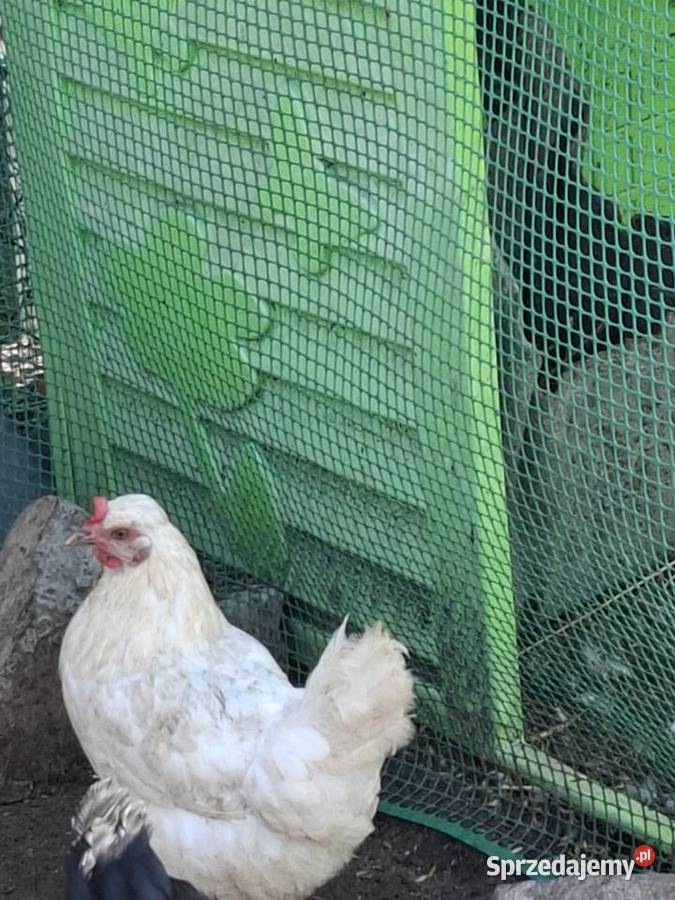 Parki kur ozdobnych Rybno