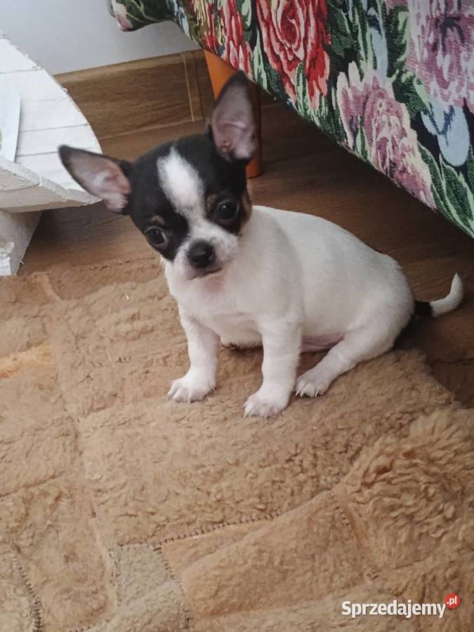 Chihuahua chłopiec DOLAR Kleszczów