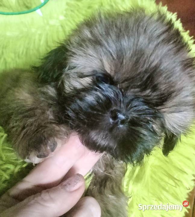 Shih tzu FCI Wałbrzych