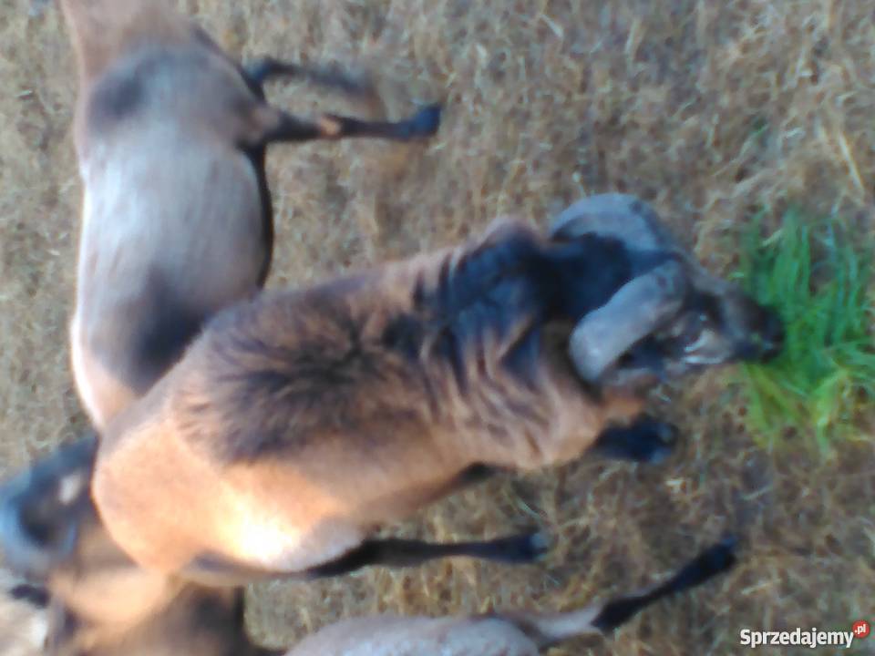 Sprzedam barana kamuruńskiego Jusaki-Zarzeka