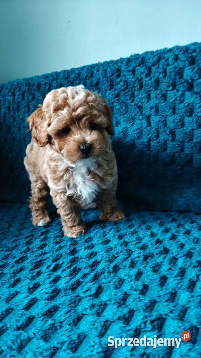 Suczka Maltipoo Brzozie