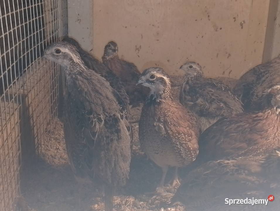 Przepióry wirginijskie Dubin sprzedam