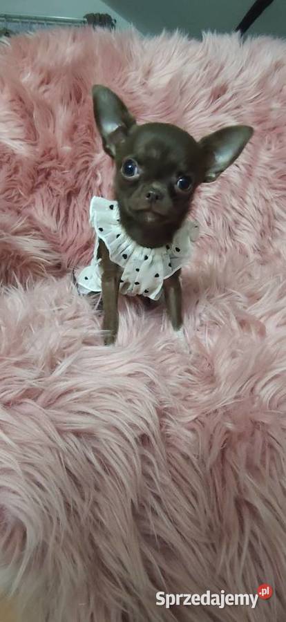 MIKRUSEK Dziewczynka Chihuahua Gotowa Do Chihuahua Ciszkowo