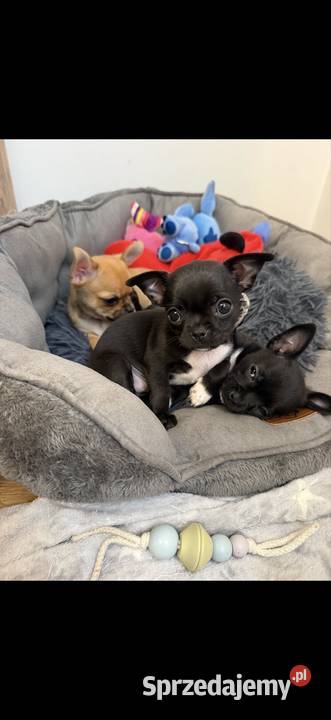 Śliczna mini chihuahua Kretka mazowieckie