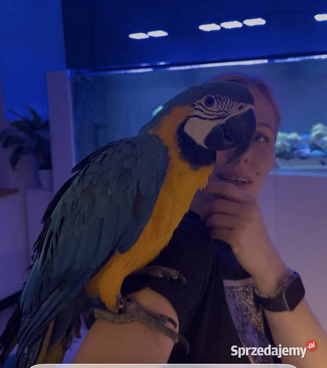Ara Ararauna samica z 2024r