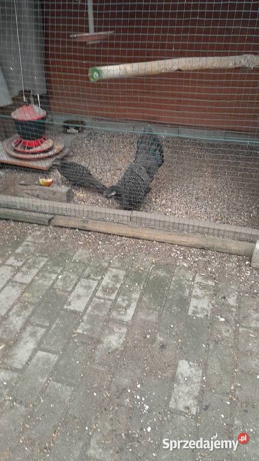 sprzedam bażanty wieloszpony dolnośląskie Raków