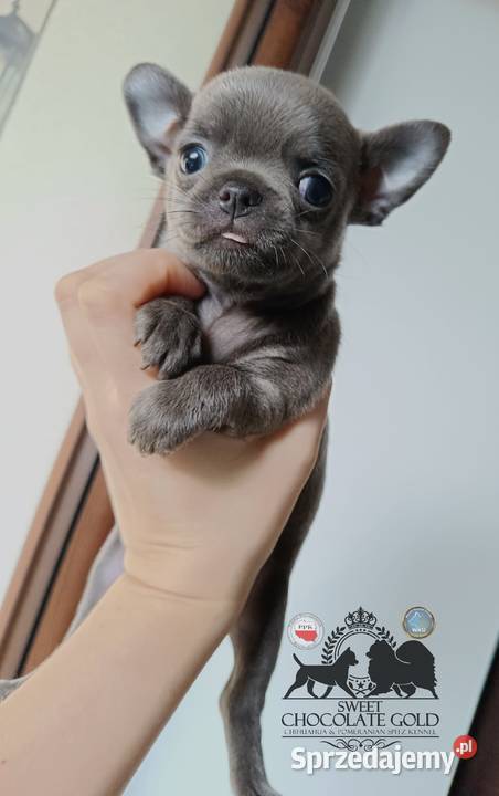 Chihuahua piesek krótkowłosy niebieski unikat Bełchatów