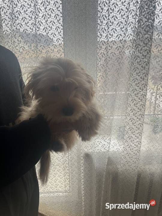 Suczka brązowa świętokrzyskie