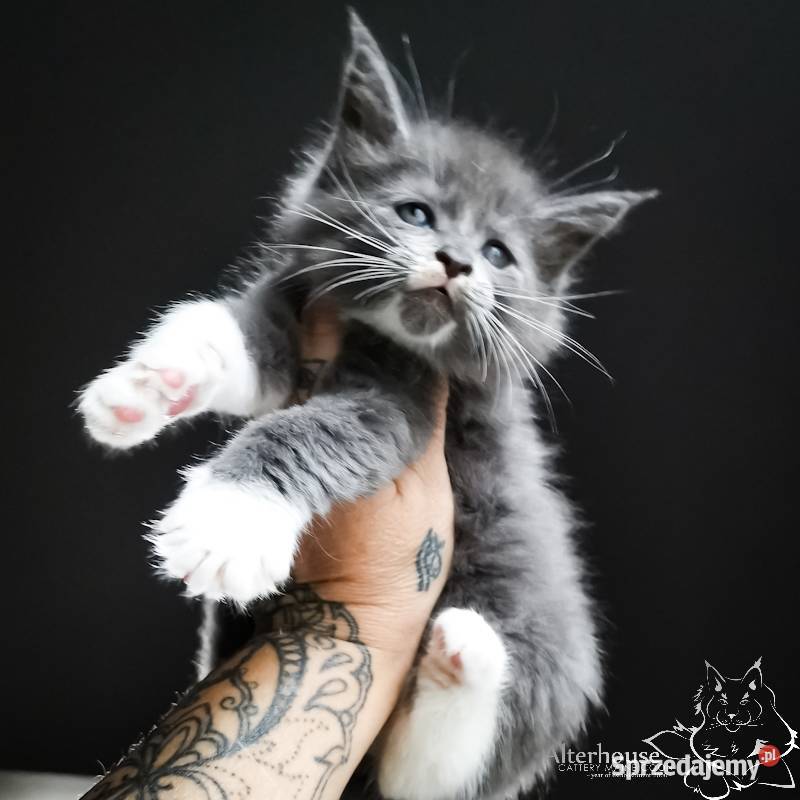Niebieski kocurek Maine Coon FPL FIFe WCC Kędzierzyn-Koźle