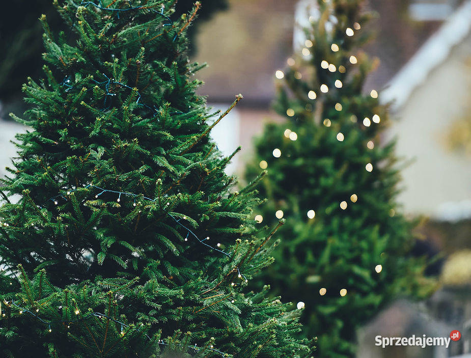 Żywe Choinki z dostawą do domu małopolskie Kraków